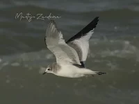 Vorkstaartmeeuw [Xema sabini] - Zuiderhavenhoofd Scheveningen Zuid-Holland (30okt2025)                
